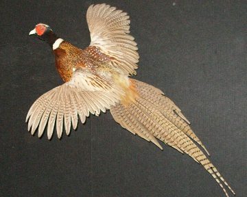 Ring-necked pheasant mount, item #40