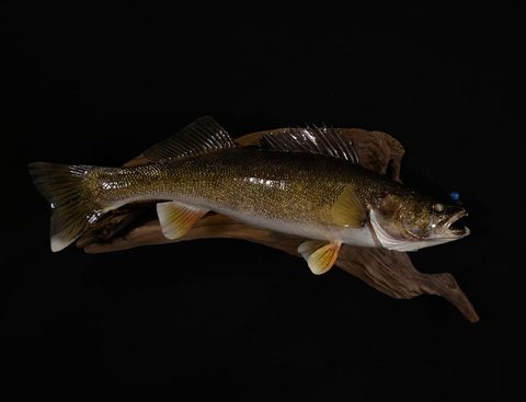 fish taxidermy by Jason's Taxidermy