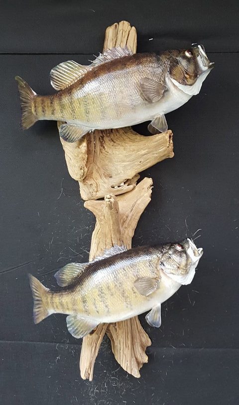 fish taxidermy by Jason's Taxidermy