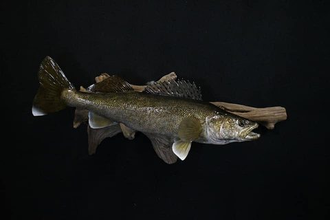 fish taxidermy by Jason's Taxidermy