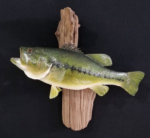 fish taxidermy by Jason's Taxidermy