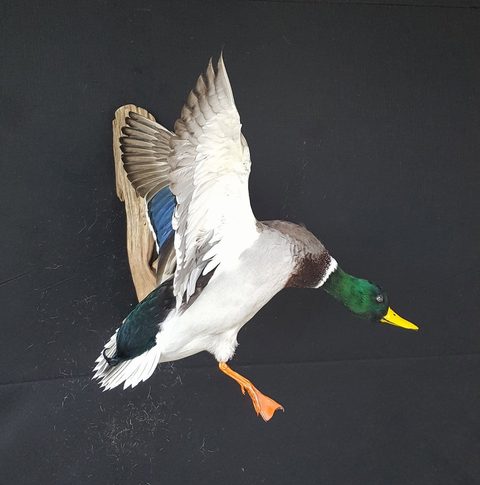 Mallard – Flying – waterfowl taxidermy by Jason's Taxidermy