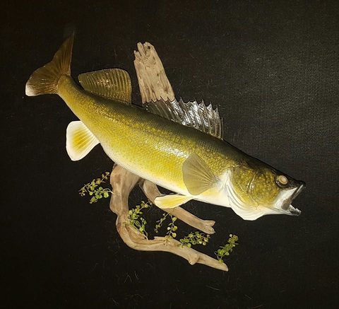 fish taxidermy by Jason's Taxidermy