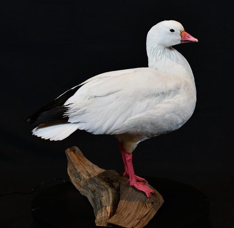 Snow Goose – Standing – waterfowl taxidermy by Jason's Taxidermy