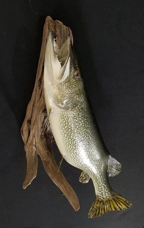 fish taxidermy by Jason's Taxidermy