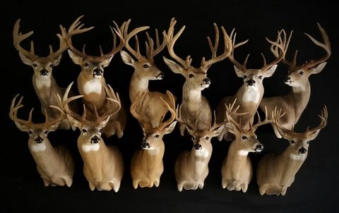 whitetail deer taxidermy by Jason's Taxidermy