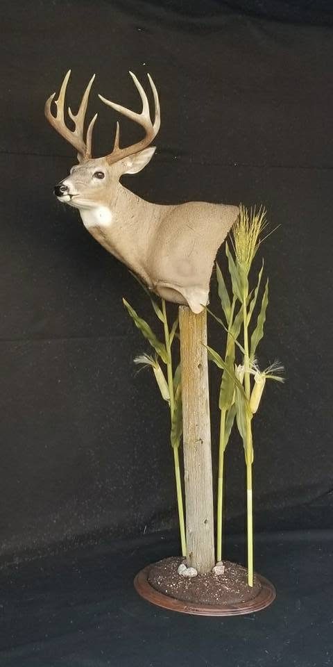 whitetail deer taxidermy by Jason's Taxidermy