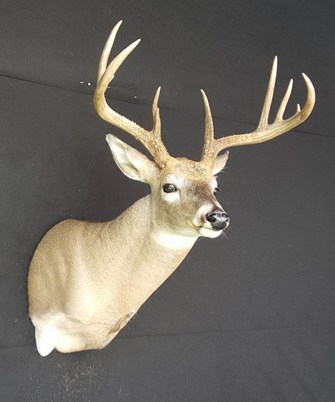 whitetail deer taxidermy by Jason's Taxidermy