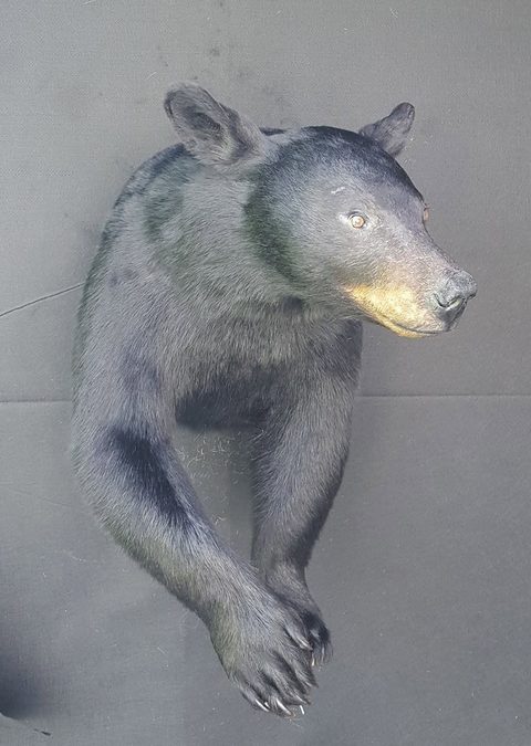 big game taxidermy by Jason's Taxidermy