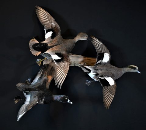 Ducks – Flying Group – waterfowl taxidermy by Jason's Taxidermy
