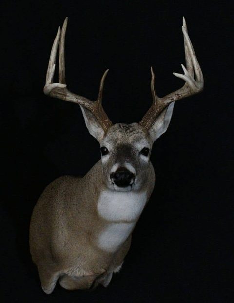 whitetail deer taxidermy by Jason's Taxidermy