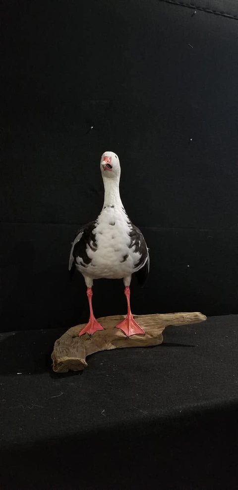 Goose – Standing – waterfowl taxidermy by Jason's Taxidermy