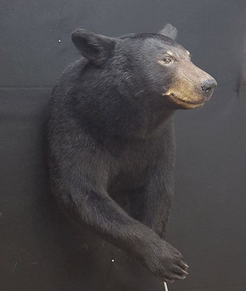 big game taxidermy by Jason's Taxidermy