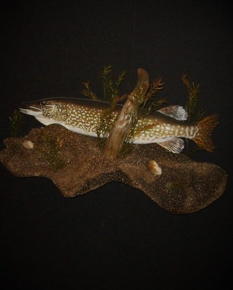 fish taxidermy by Jason's Taxidermy