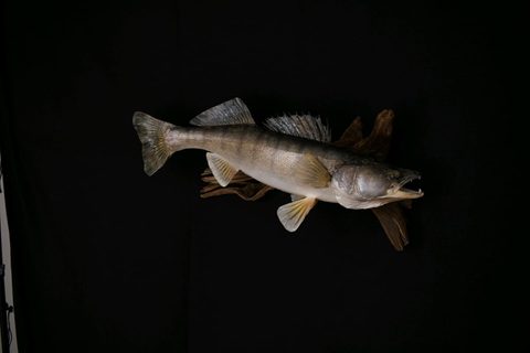 fish taxidermy by Jason's Taxidermy