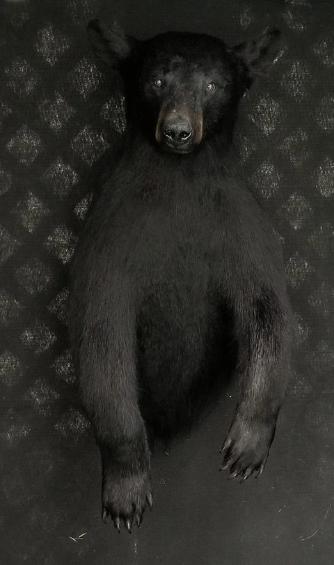big game taxidermy by Jason's Taxidermy