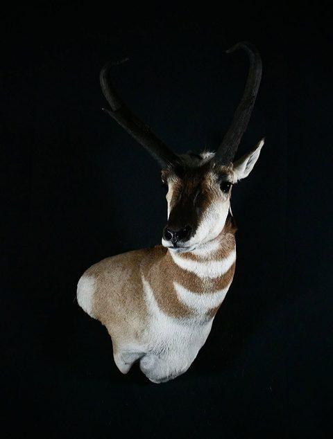 big game taxidermy by Jason's Taxidermy