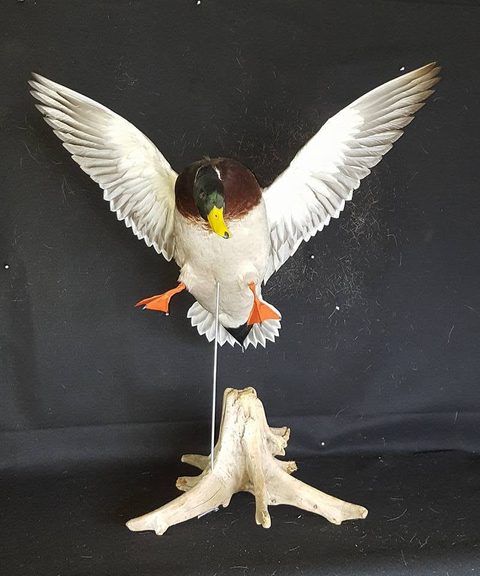 Mallard – Flying – waterfowl taxidermy by Jason's Taxidermy