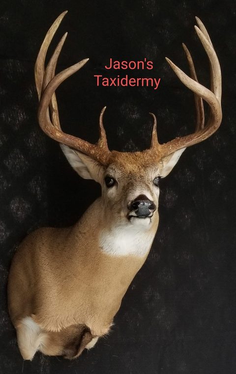 whitetail deer taxidermy by Jason's Taxidermy