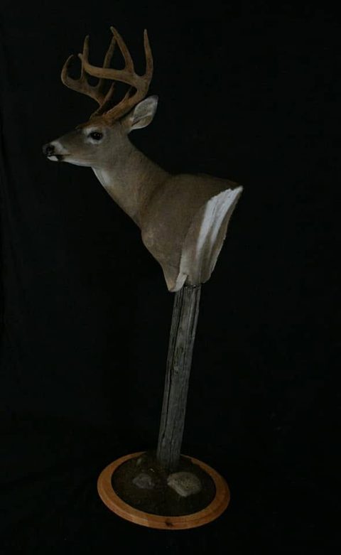 whitetail deer taxidermy by Jason's Taxidermy