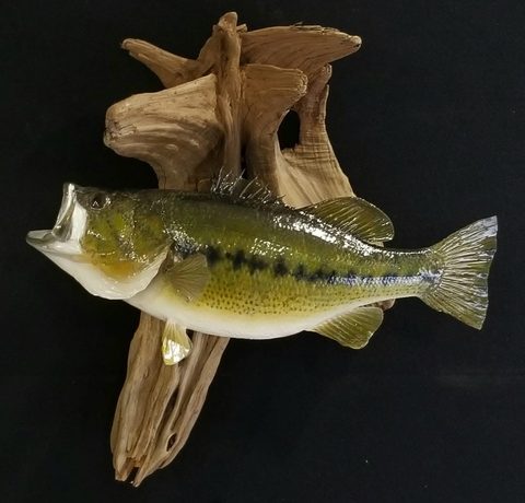 fish taxidermy by Jason's Taxidermy