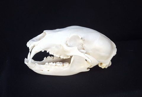 European taxidermy by Jason's Taxidermy