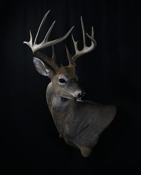 whitetail deer taxidermy by Jason's Taxidermy