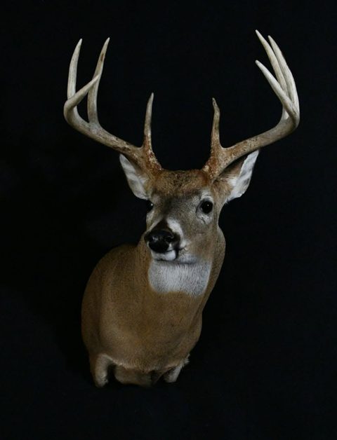 whitetail deer taxidermy by Jason's Taxidermy