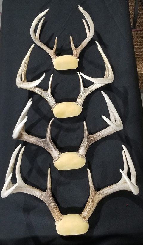Whitetail – Antler Mounts – antler taxidermy by Jason's Taxidermy