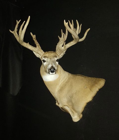 whitetail deer taxidermy by Jason's Taxidermy