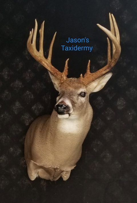 whitetail deer taxidermy by Jason's Taxidermy