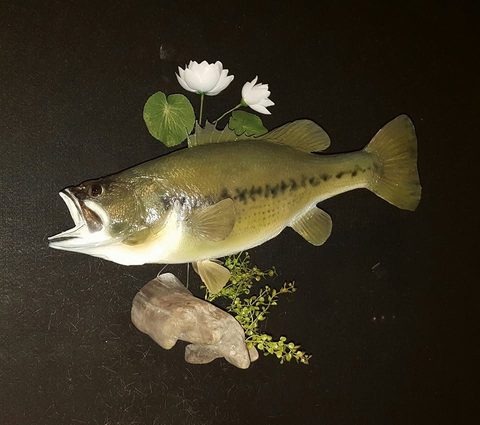 fish taxidermy by Jason's Taxidermy