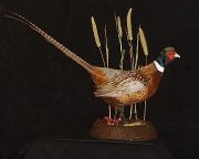 Ring-necked pheasant mount, item #2