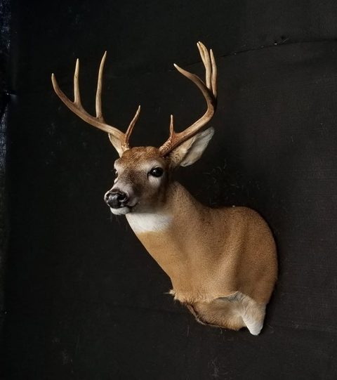 whitetail deer taxidermy by Jason's Taxidermy