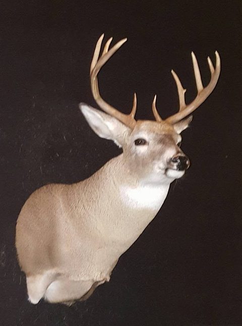 whitetail deer taxidermy by Jason's Taxidermy