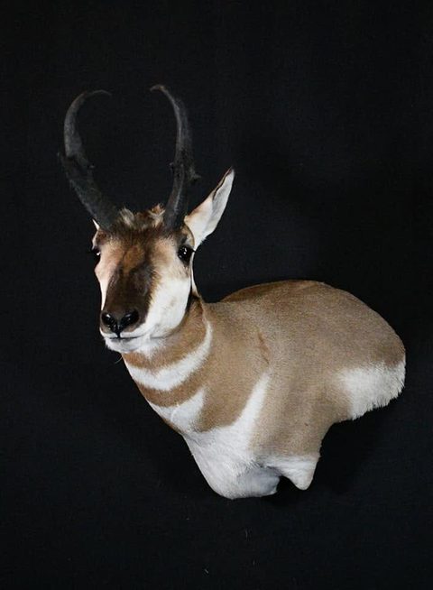 big game taxidermy by Jason's Taxidermy