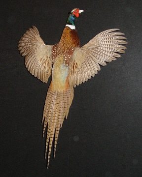 Ring-necked pheasant mount, item #32