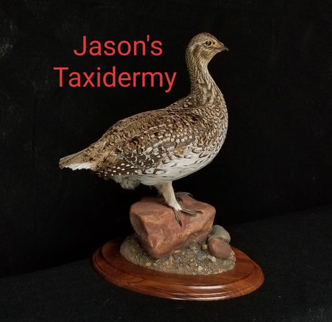 upland game bird taxidermy by Jason's Taxidermy
