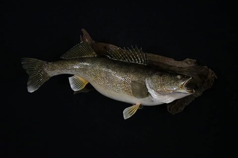 fish taxidermy by Jason's Taxidermy