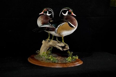 Wood Ducks – waterfowl taxidermy by Jason's Taxidermy