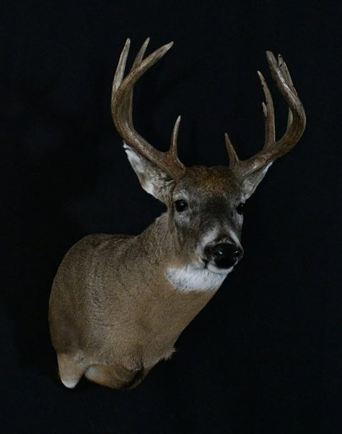whitetail deer taxidermy by Jason's Taxidermy