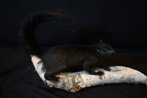 furbearer taxidermy by Jason's Taxidermy
