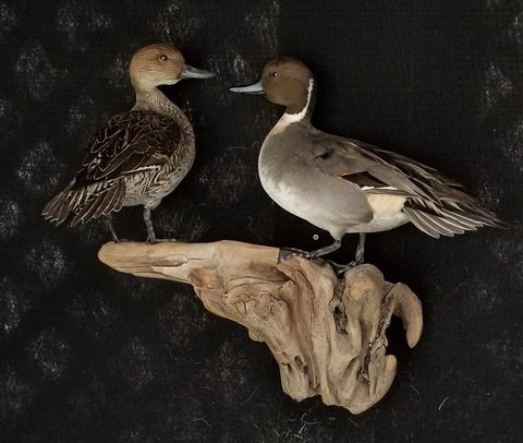 Pintail Pair – waterfowl taxidermy by Jason's Taxidermy