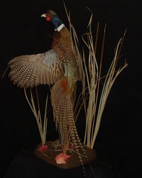 Ring-necked pheasant mount, item #15