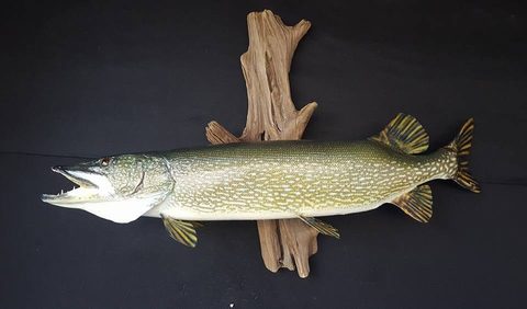 fish taxidermy by Jason's Taxidermy