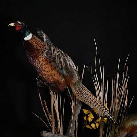 upland game bird taxidermy by Jason's Taxidermy