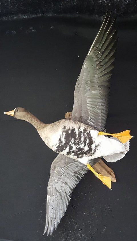 Specklebelly Goose – Flying – waterfowl taxidermy by Jason's Taxidermy