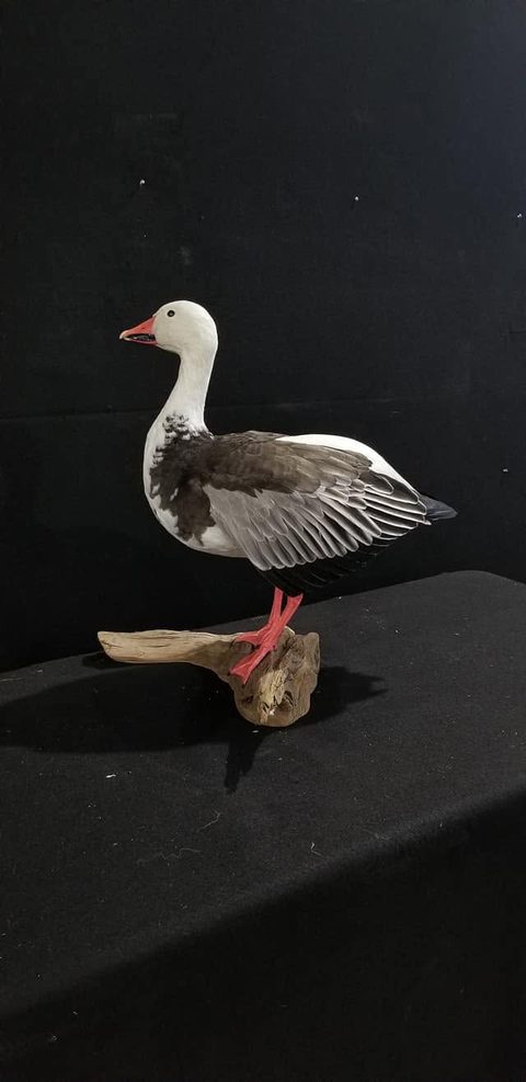 Blue Goose – Standing – waterfowl taxidermy by Jason's Taxidermy