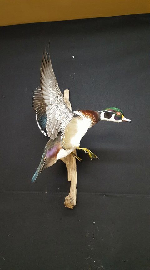 Wood Duck – Flying – waterfowl taxidermy by Jason's Taxidermy