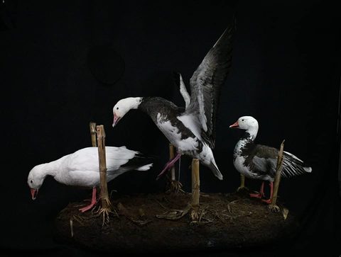 Snow & Blue Geese – Habitat Scene – waterfowl taxidermy by Jason's Taxidermy